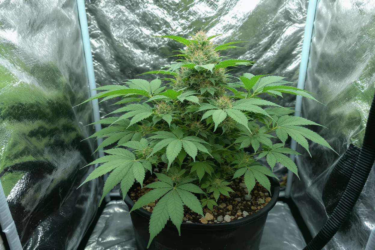 A vibrant green cannabis plant with developing buds in a reflective grow tent.