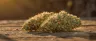 ACDC strain high-CBD cannabis flower close-up