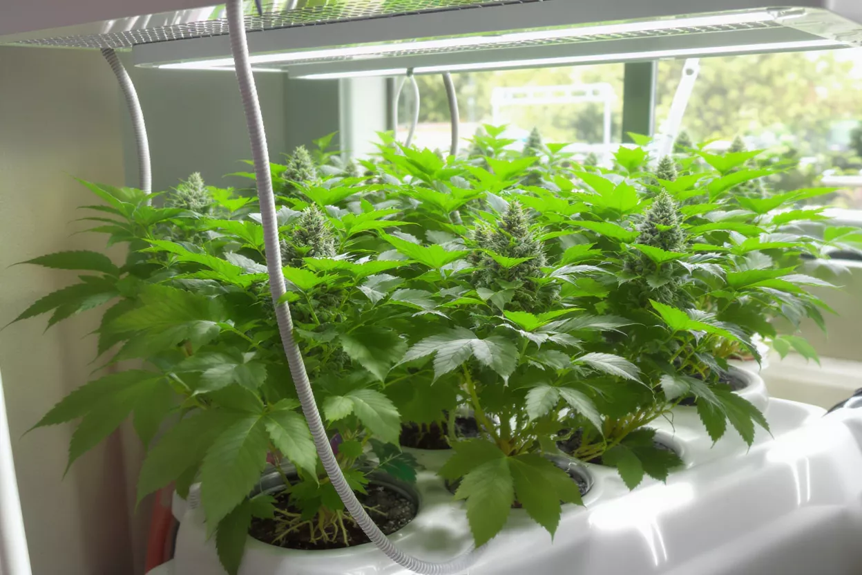Lush green cannabis plants with visible buds growing under LED lights indoors.