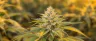 Amnesia Haze sativa cannabis buds close-up