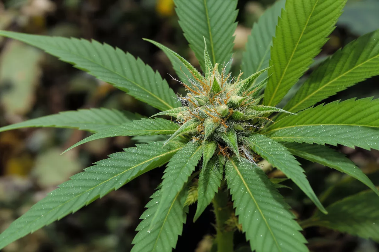Close-up of a cannabis plant bud with green leaves and orange pistils.