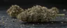 Apple Fritter cannabis strain dense trichome-covered buds