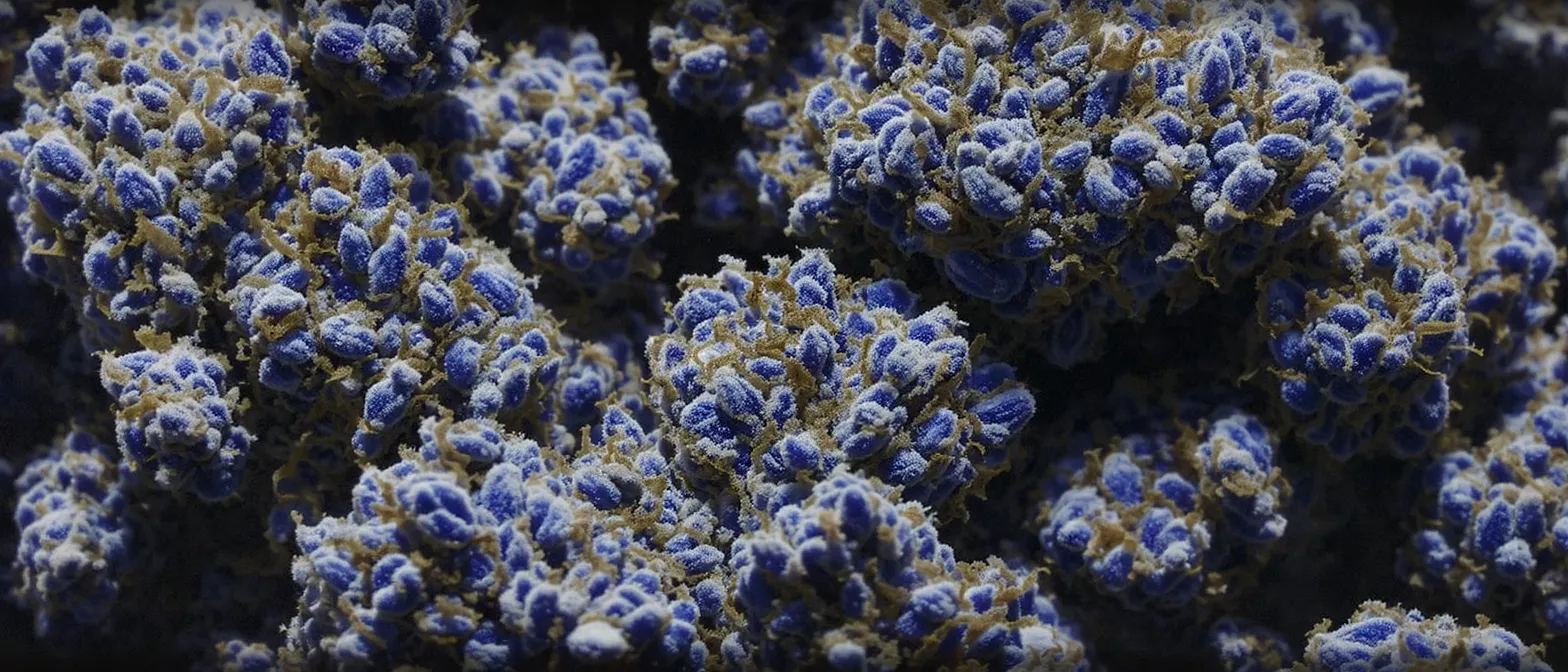 Close-up of blue, textured, microscopic structures with brown filaments and white specks.