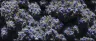 Azure Haze cannabis buds with blue-violet hues