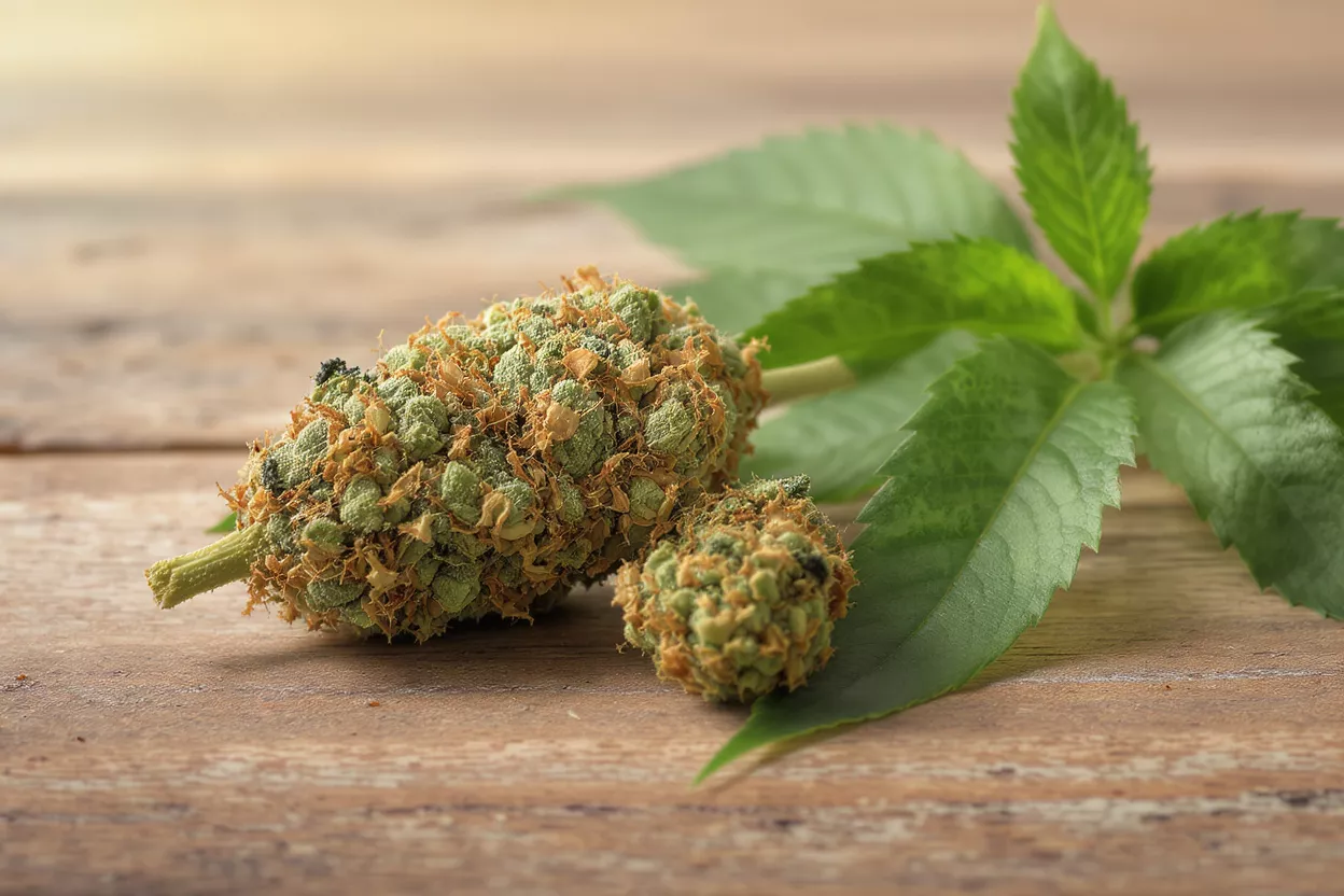 Cannabis Buds and Leaf Two cannabis buds and a green leaf on a rustic wooden surface.