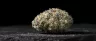 Bacio Gelato cannabis buds close up
