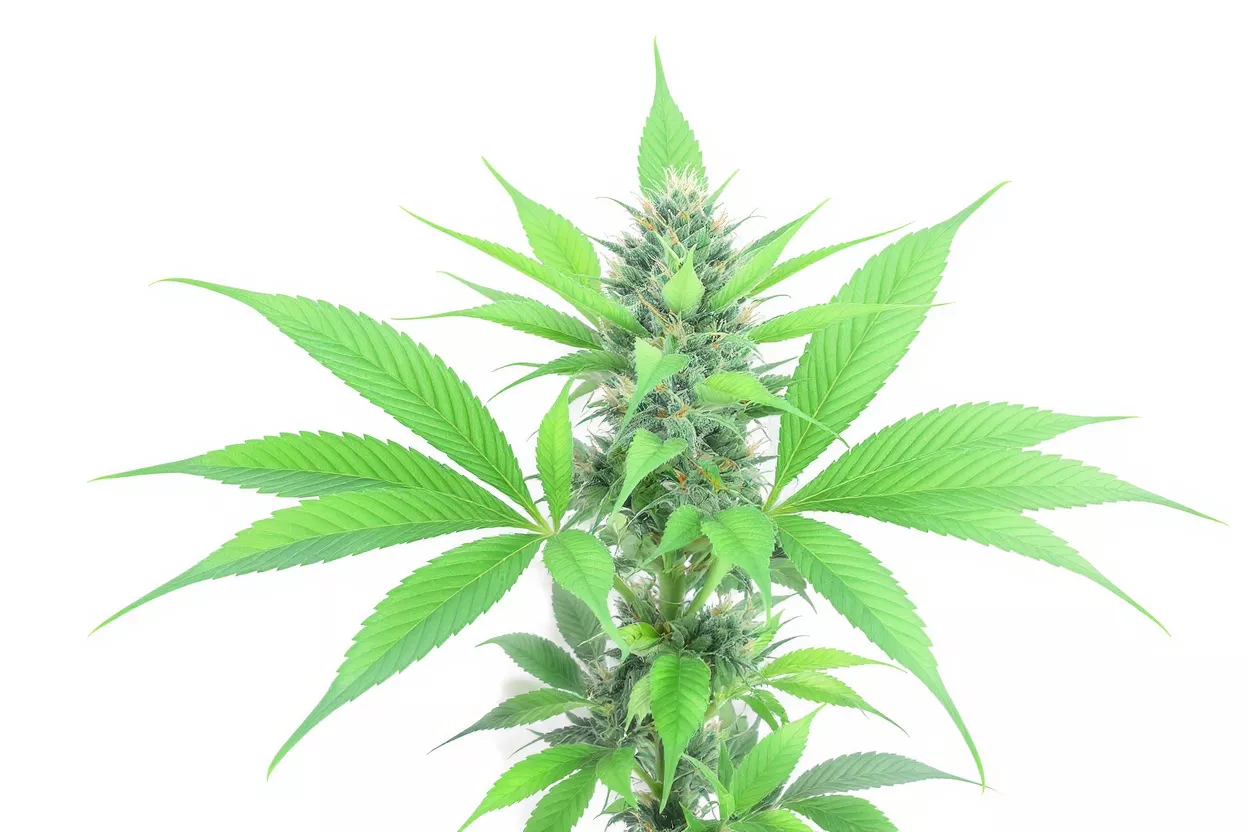 A vibrant green cannabis plant with a prominent bud against a white background.