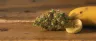 Banana Candy cannabis strain buds close-up