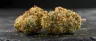 Banana Kush cannabis buds close up