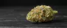 Blue Cookies cannabis buds with purple hues