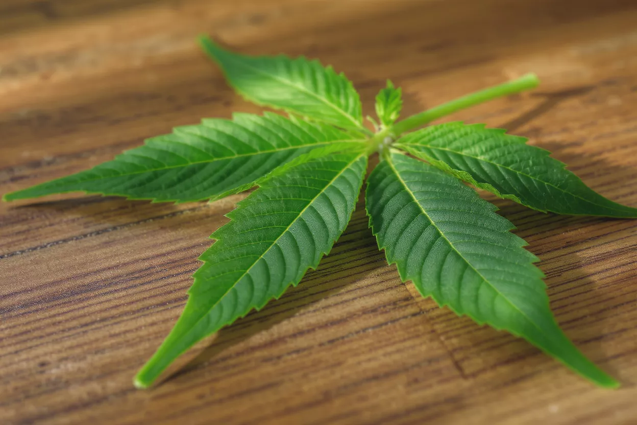 Una hoja de cannabis verde vibrante con siete folíolos sobre una superficie de madera.