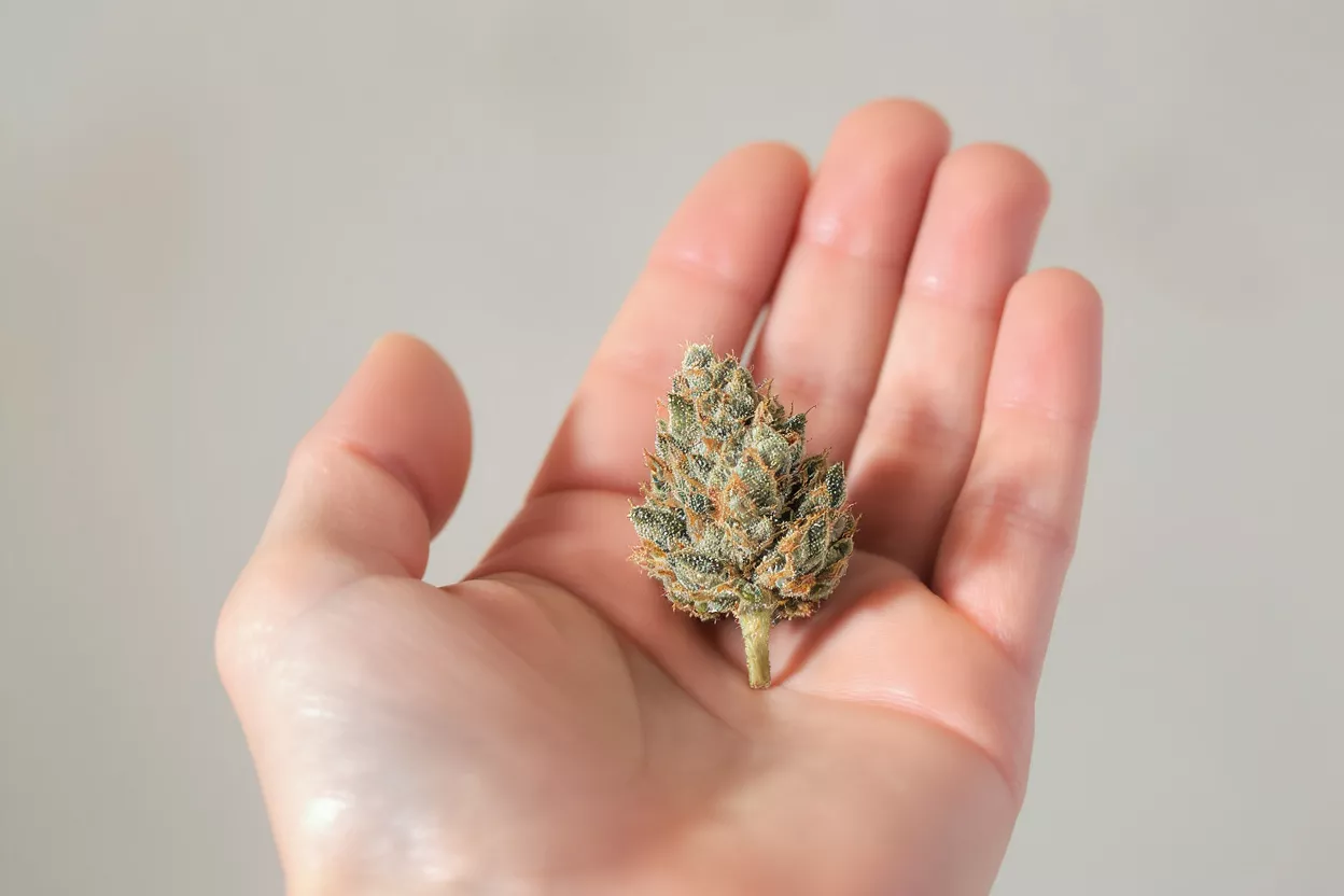 A hand holding a single, vibrant cannabis bud against a light background.