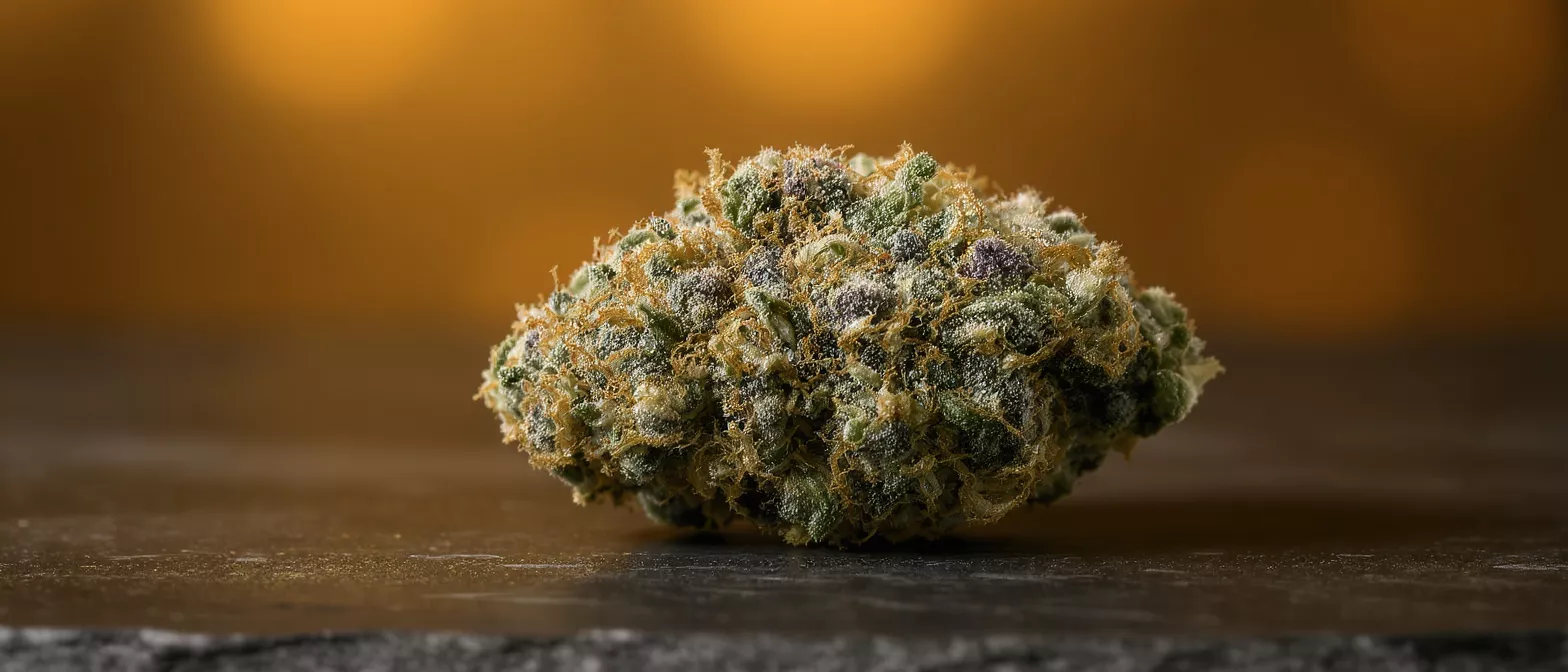 Primer plano de un cogollo de cannabis vibrante con tricomas y tonos púrpuras.