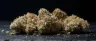 Cereal Milk cannabis strain close-up buds