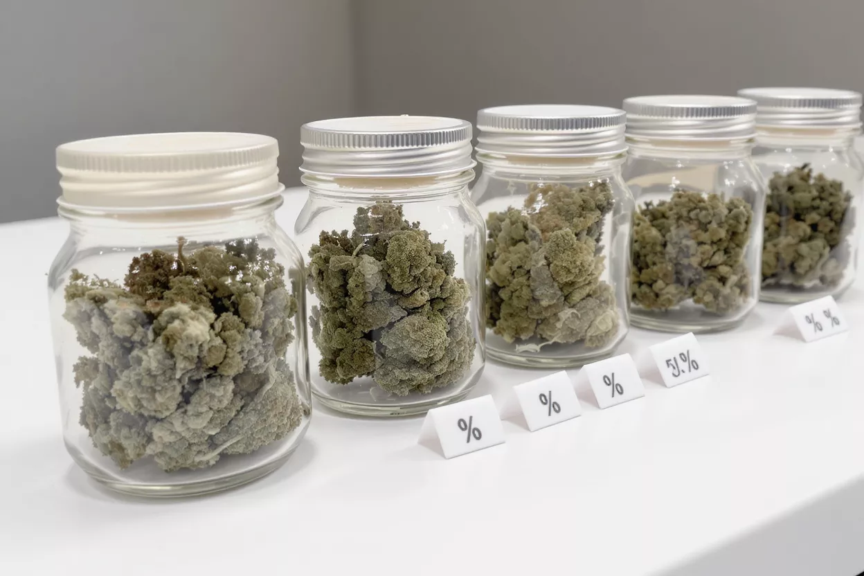 Cinco frascos de vidrio llenos de capullos de cannabis, cada uno con una etiqueta de porcentaje.
