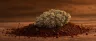 Chocolope cannabis sativa strain buds close-up