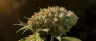 Critical Mass cannabis buds on branch