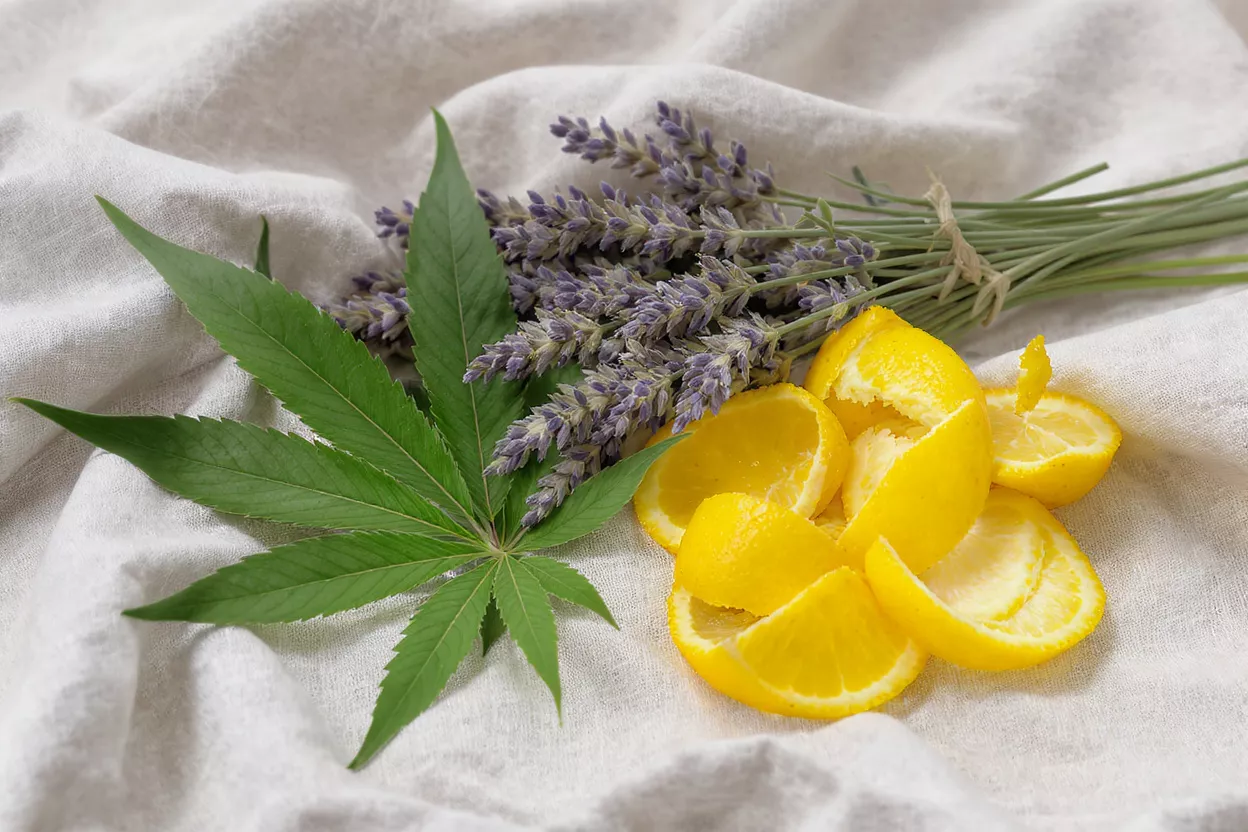 Cannabis leaf, lavender bundle, and lemon peels on a light fabric.