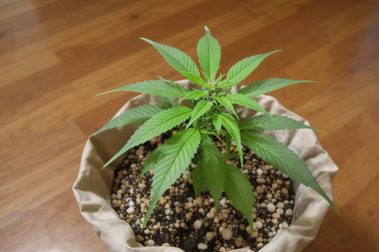A vibrant cannabis plant in a pot on a wooden floor
