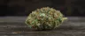 G 13 strain dense resin-coated indica buds