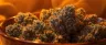 Georgia Pie strain dense resinous cannabis buds