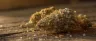 Gorilla Glue cannabis buds covered in trichomes