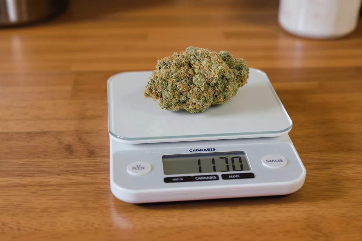 A large, dense cannabis bud sits on a digital scale, displaying '1.70'.