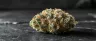 Grease Monkey cannabis strain dense frosty buds
