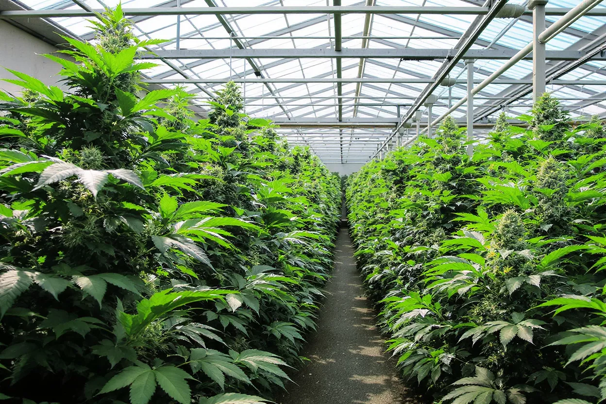 Rows of vibrant green cannabis plants growing in a large greenhouse.