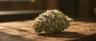 Harlequin high-CBD cannabis strain flower close-up