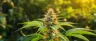 Hawaiian Sativa weed buds close up