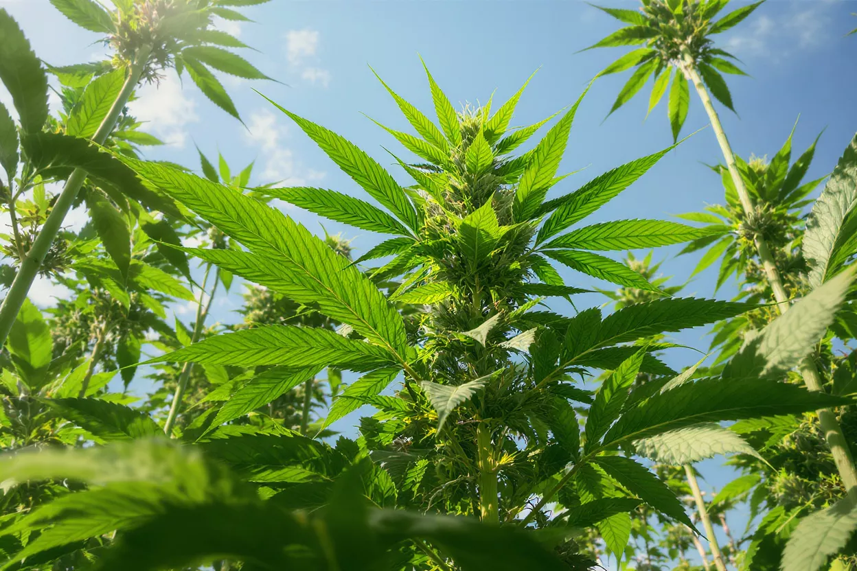 Vibrantes plants de cannabis sous un ciel bleu Lush plants de cannabis verts avec des bourgeons visibles contre un ciel bleu clair.