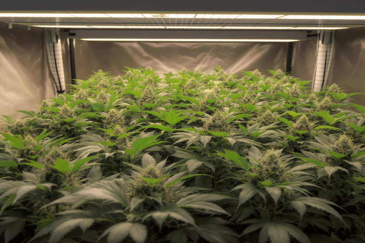 Lush cannabis plants with developing buds under bright LED grow lights in a tent.