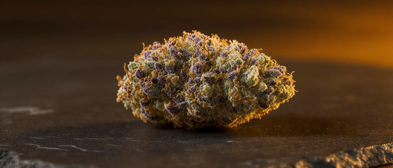 Close-up of a vibrant cannabis bud with purple, green, and orange hues.