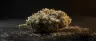 Khalifa Kush dense frosty cannabis buds close-up