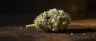 Kosher Kush cannabis buds close up