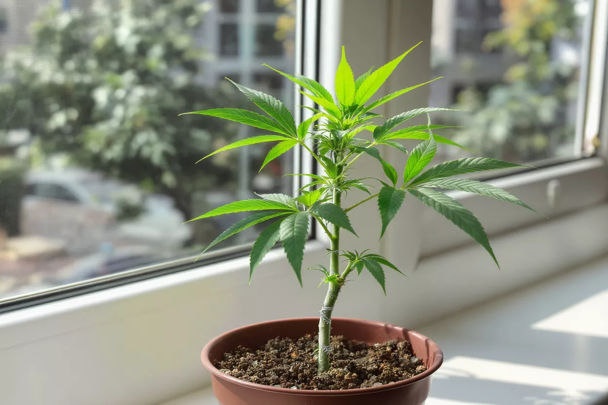 A green plant in a brown pot by the window