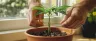 cannabis plant branches bent and tied down using LST
