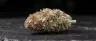 Lemon Cherry Gelato cannabis buds close-up