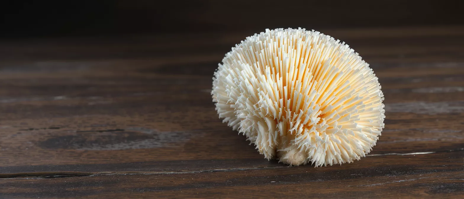 Close-up of a dried sola wood flower diffuser on a dark wooden surface.