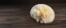 Fresh Lion's Mane mushroom with white cascading spines