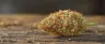 Mango Haze weed buds close up