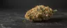 Mango Kush cannabis buds close up