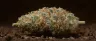 Mango strain cannabis buds with tropical aroma
