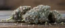 Mochi cannabis strain dense frosty buds with purple hues