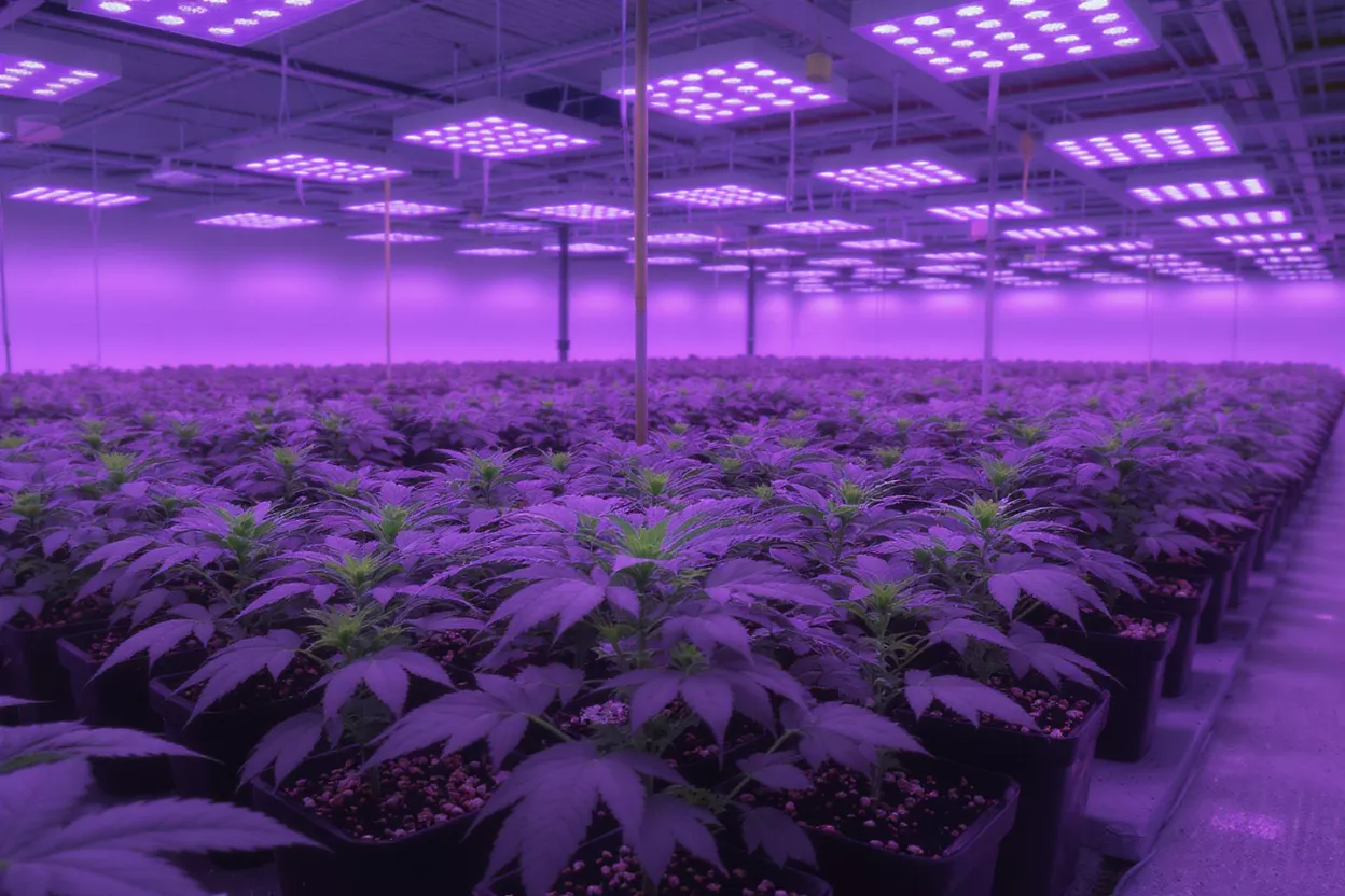 Rows of cannabis plants under purple LED grow lights in a large indoor facility.