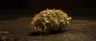 Premium cannabis nug with dense trichome coverage
