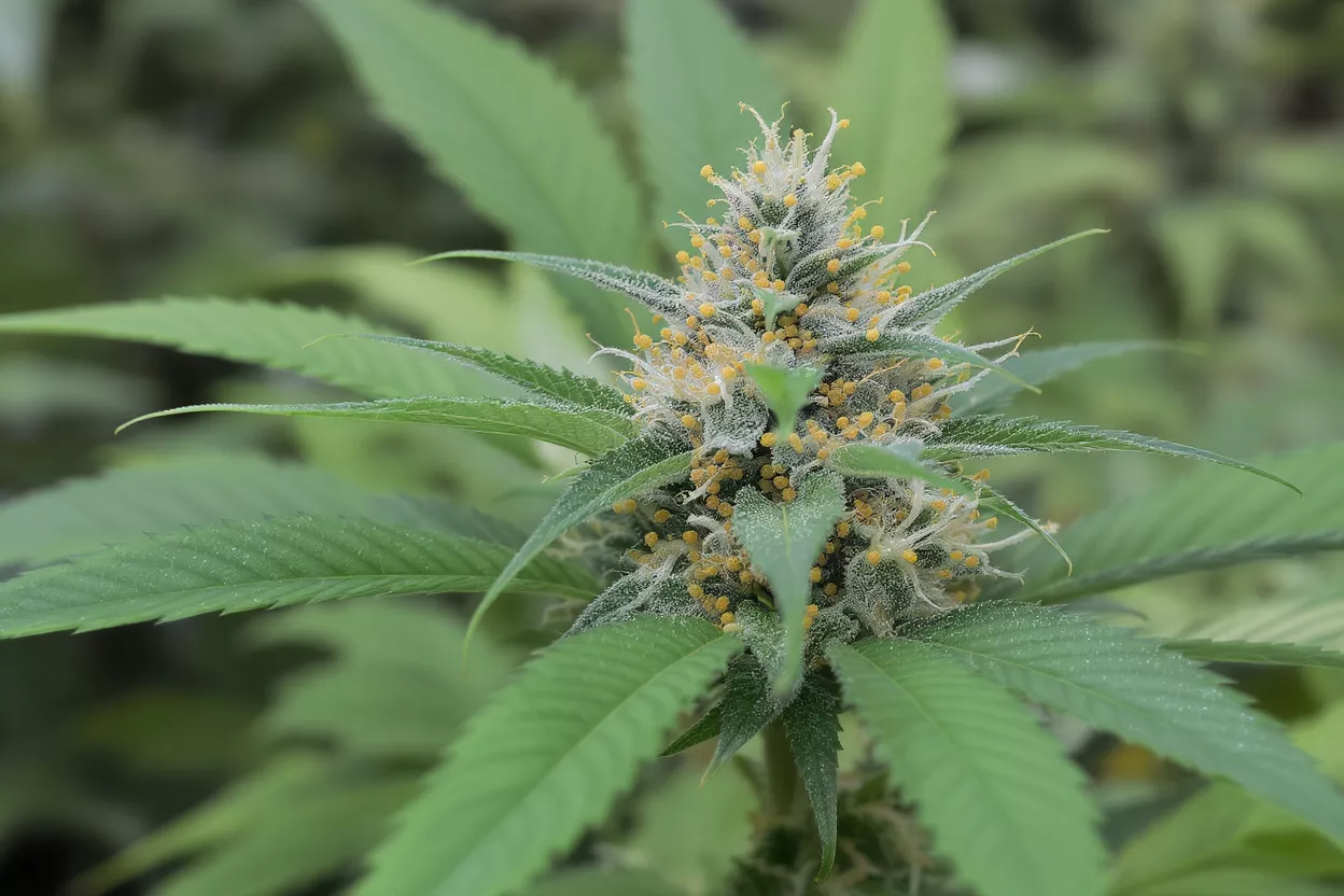 Close-up of a cannabis plant flower with prominent trichomes and pistils.