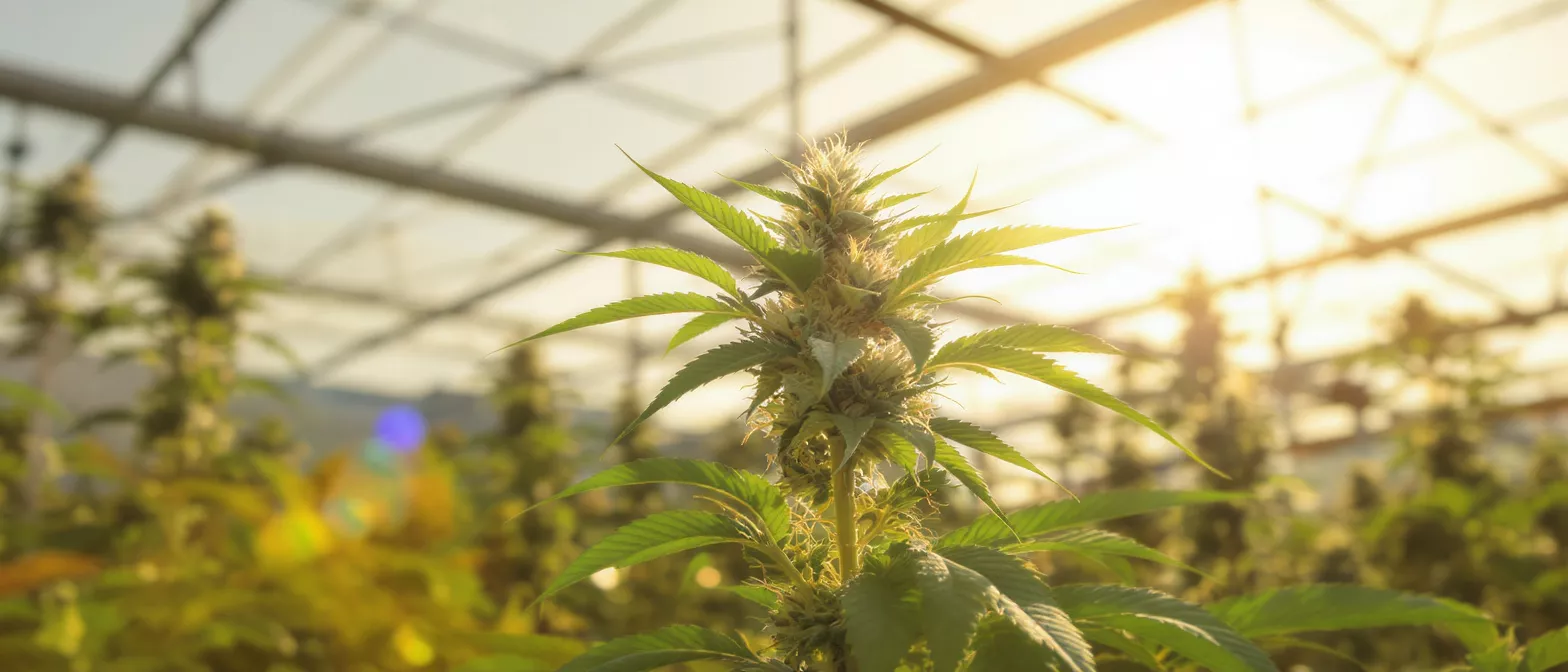 Close-up of a cannabis plant with buds in a sunlit greenhouse.