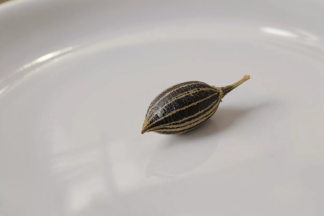 A single black cardamom pod with dark and light stripes on a white surface.